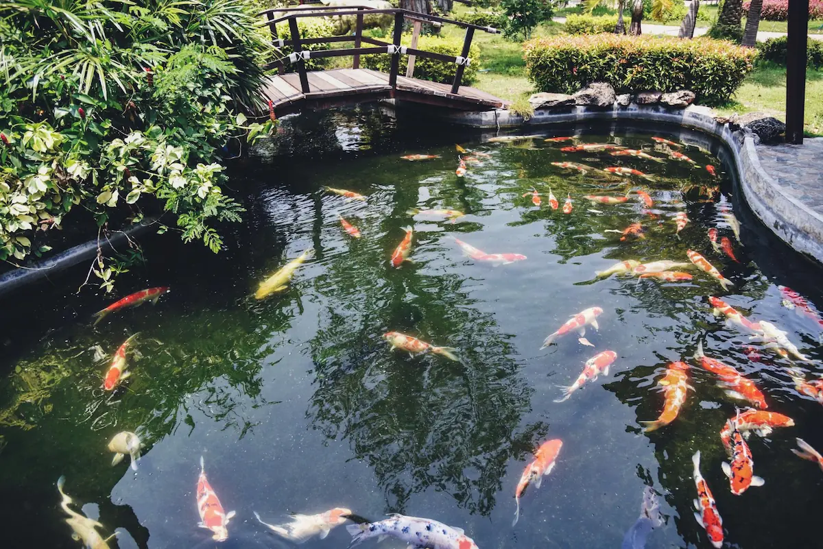 Taman yang Dilengkapi dengan Kolam Ikan